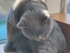-猫小院猫主题咖啡厅(北锣店)