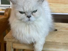 -more than meow吴止猫主题餐厅(承德 中船汇店)