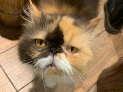 -more than meow吴止猫主题餐厅(承德 中船汇店)