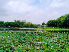 -映月湖公园