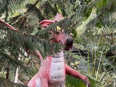 -呀路古热带植物园
