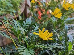 -NLFS1983咖啡花园餐厅(锦桂店)