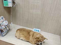 -北京观赏动物医院·24小时大型综合·猫专科·异宠专科