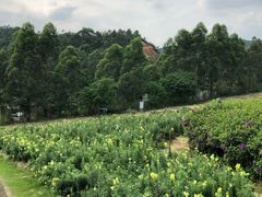 -清远熹乐谷温泉度假酒店