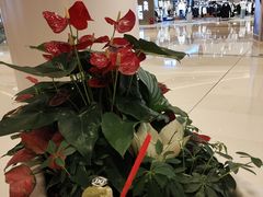 -DQ·蛋糕·冰淇淋(苏州中心店)