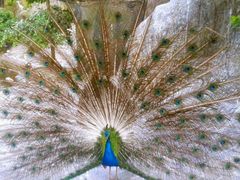 android_upload_pic-百鸟园