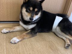 -南京Hallo宠物乐园·哈罗犬舍·柴犬繁育基地