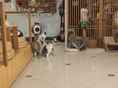 -Catmate·猫肥家润(金润铂宫店)