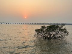 -宝安西湾红树林湿地公园