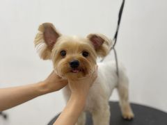 -comecome来吧宠物(奥克斯中心店)