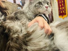 -宠爱国际动物医院·消化内科·心肾内科·ISFM猫友好(望京店)