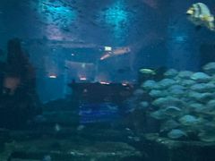 -迪拜帆船酒店海底餐厅