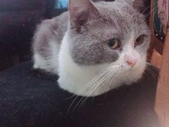 -more than meow吴止猫主题餐厅(承德 中船汇店)