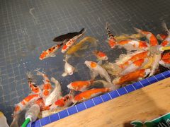 -昆明大悦城未来动物城(螺蛳湾中心店)