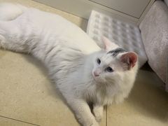 -艾贝尔宠物医院 ·内科全科(梁溪路店)