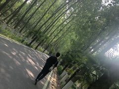 -合肥滨湖国家森林公园