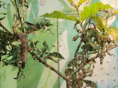 -上海大自然野生昆虫馆(东方明珠·爬宠昆虫探索中心)