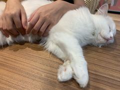 -瞄一喵猫咖(格力海岸店)