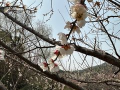 -香雪海