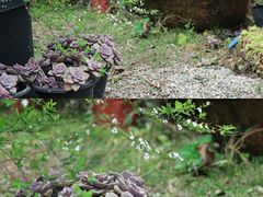 -云里小坐·小院里·团建·宴请·下午茶(三圣乡店)