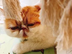 -喵屿·大理花园猫咖