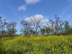 -东平国家森林公园
