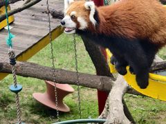 -西霞口神雕山野生动物世界