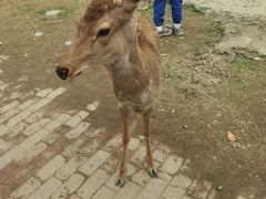 -广东花都香草世界旅游度假区