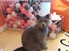 -藏猫猫咖啡主题馆(中央大道店)