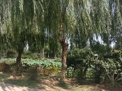 -燕郊植物园
