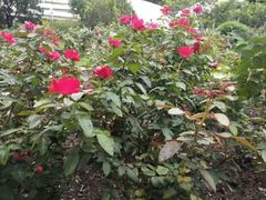 -人民公园(罗湖区)