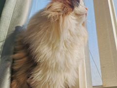 -李小姐の猫咖啡馆(五角场店)