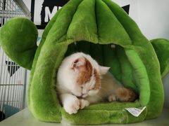 -Cappucimeow猫咪咖啡馆(韦伯时代店)