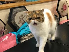 -猫小院猫主题咖啡厅(北锣店)