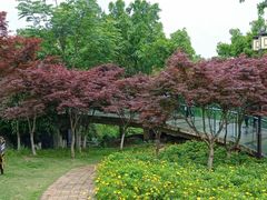 -铁山坪森林公园