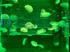 -海合安成都极地海洋公园