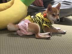 -逗柴咖啡屋·狗咖猫咖宠物桌游