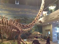 -自贡恐龙博物馆