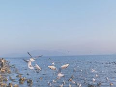 -深圳湾公园(南山区)