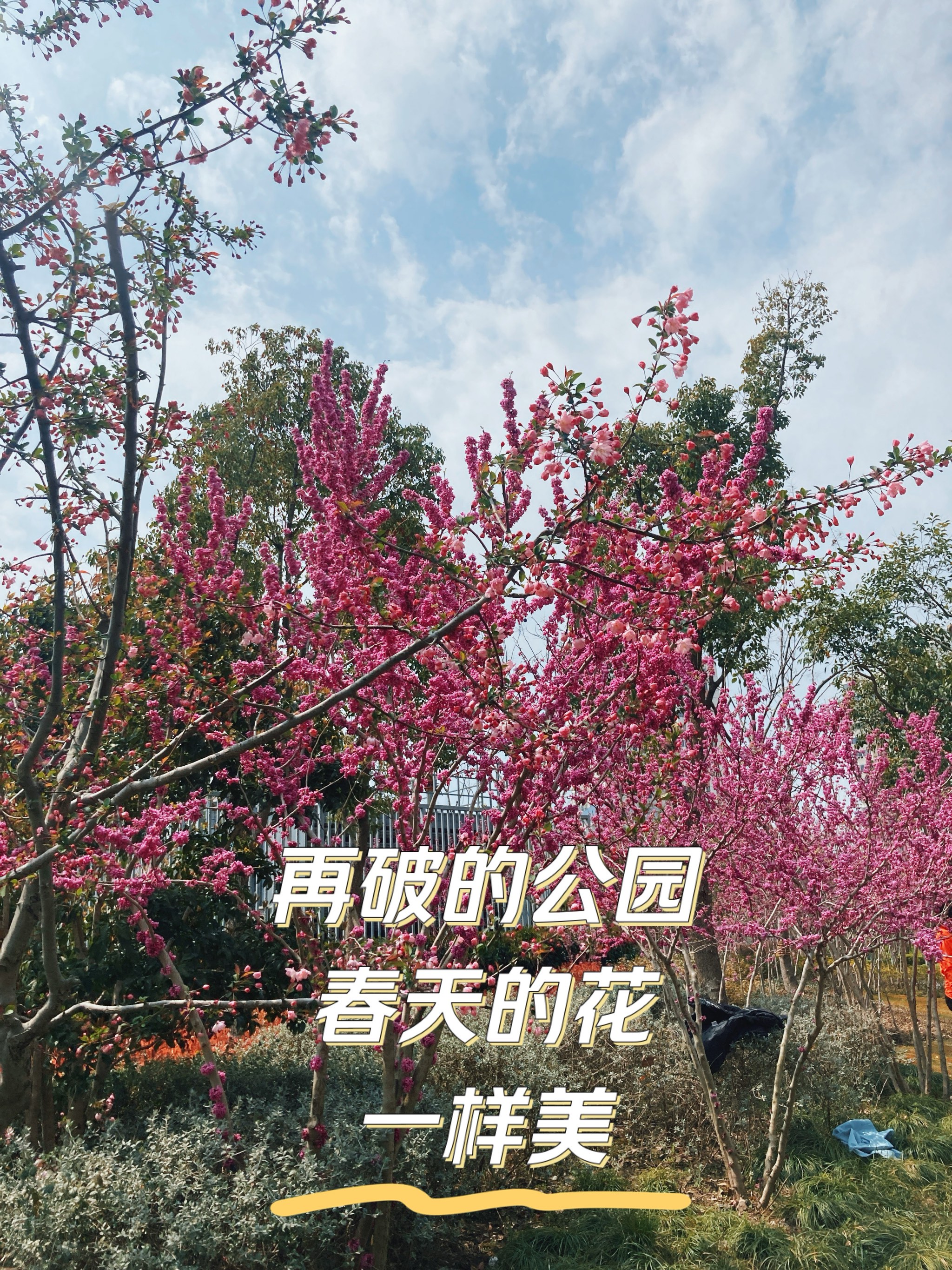 踏青赏花句子图片