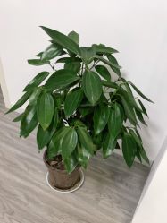 -凡碧诗毛孔收细