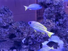 -上和臻品中国菜(花园街店)