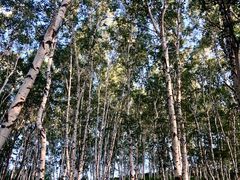 -乌兰布统景区-白桦林