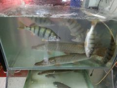 -煲来饱去冷水鱼