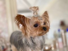 -欧奕国际动物医院