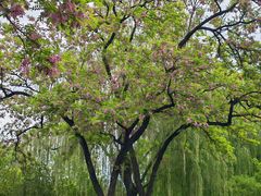 -莲花池公园