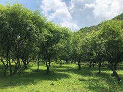 -大水川景区