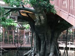 -南宫五洲植物乐园