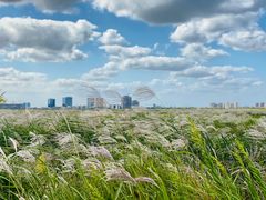 -春花秋色城市公园