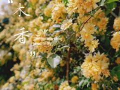 -顾村公园